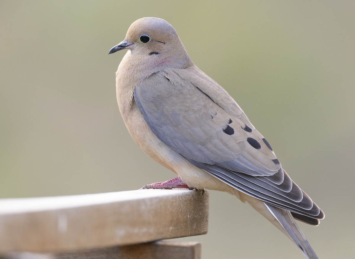 Mourning Dove - Ian Routley