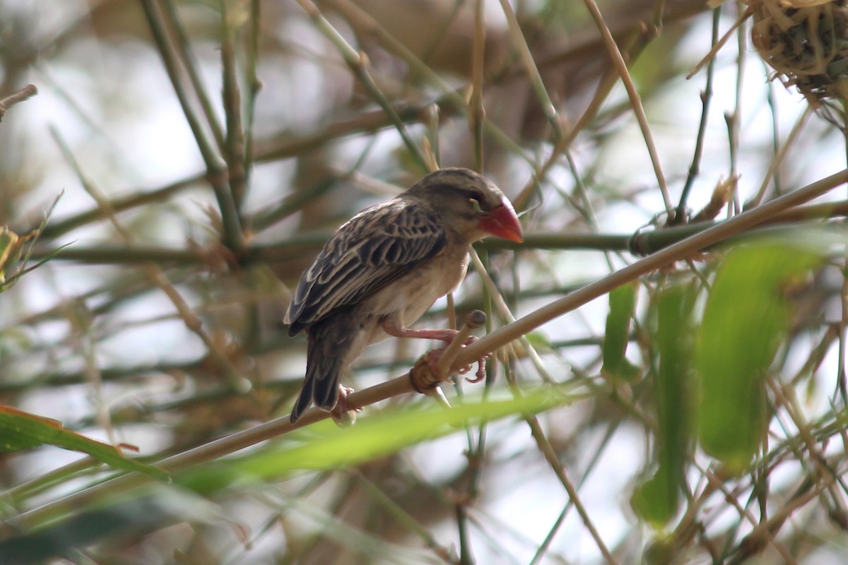 Red-billed Quelea - Andrew Wolfe
