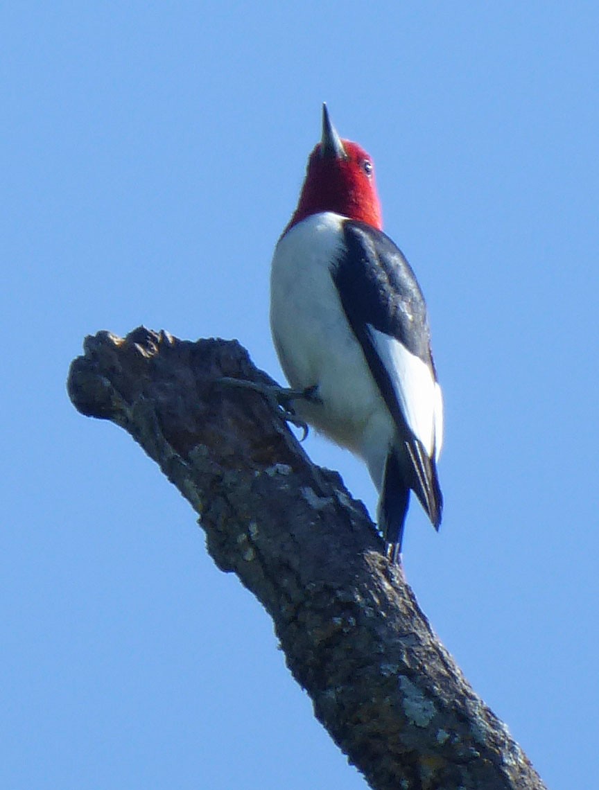 Red-headed Woodpecker - ML98250241