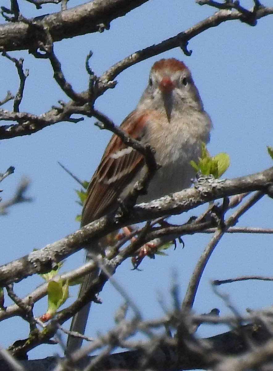 Field Sparrow - ML98251561