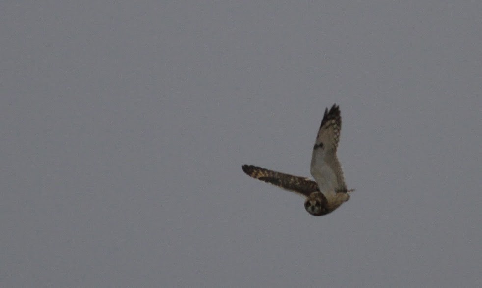 Short-eared Owl (Northern) - ML98252941