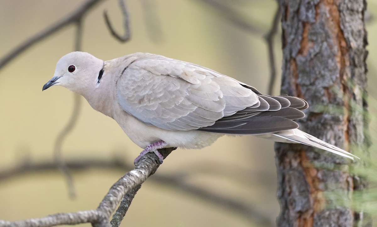 Eurasian Collared-Dove - Ian Routley