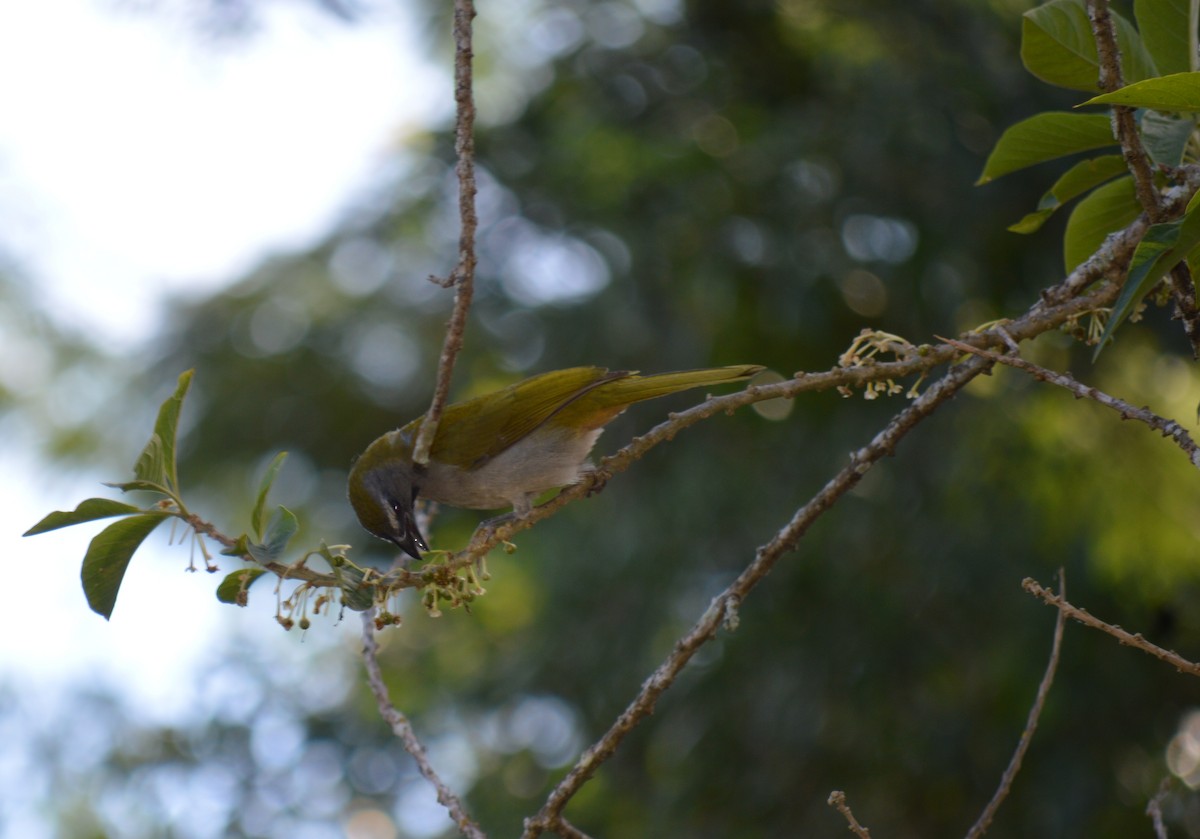 Burnished-buff Tanager - ML98255331