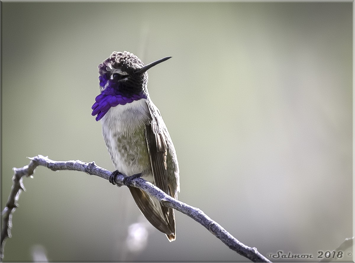 Costa's Hummingbird - Frank Salmon