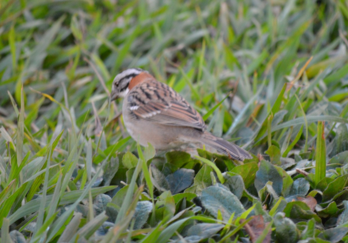 Rufous-collared Sparrow - ML98256571