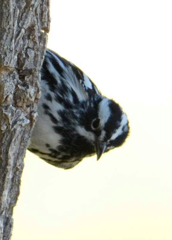 Black-and-white Warbler - Jay Wilbur