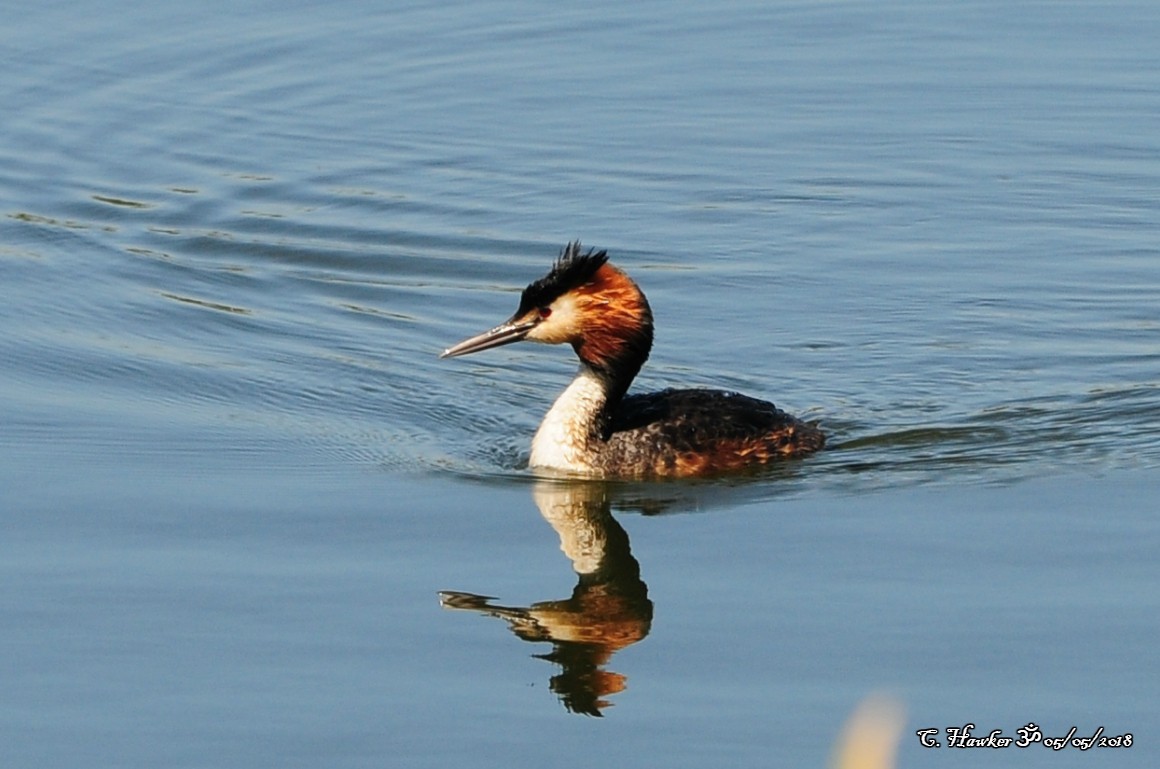 Great Crested Grebe - ML98260671