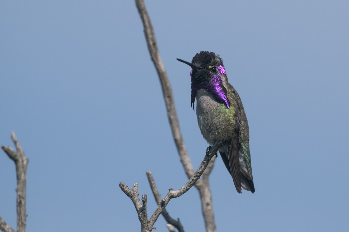 Costa's Hummingbird - Jeremiah Psiropoulos