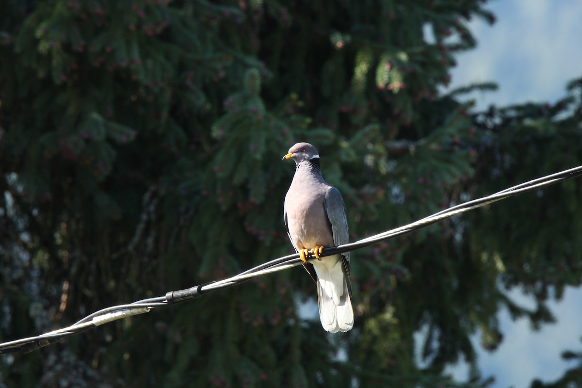 Band-tailed Pigeon - ML98263251
