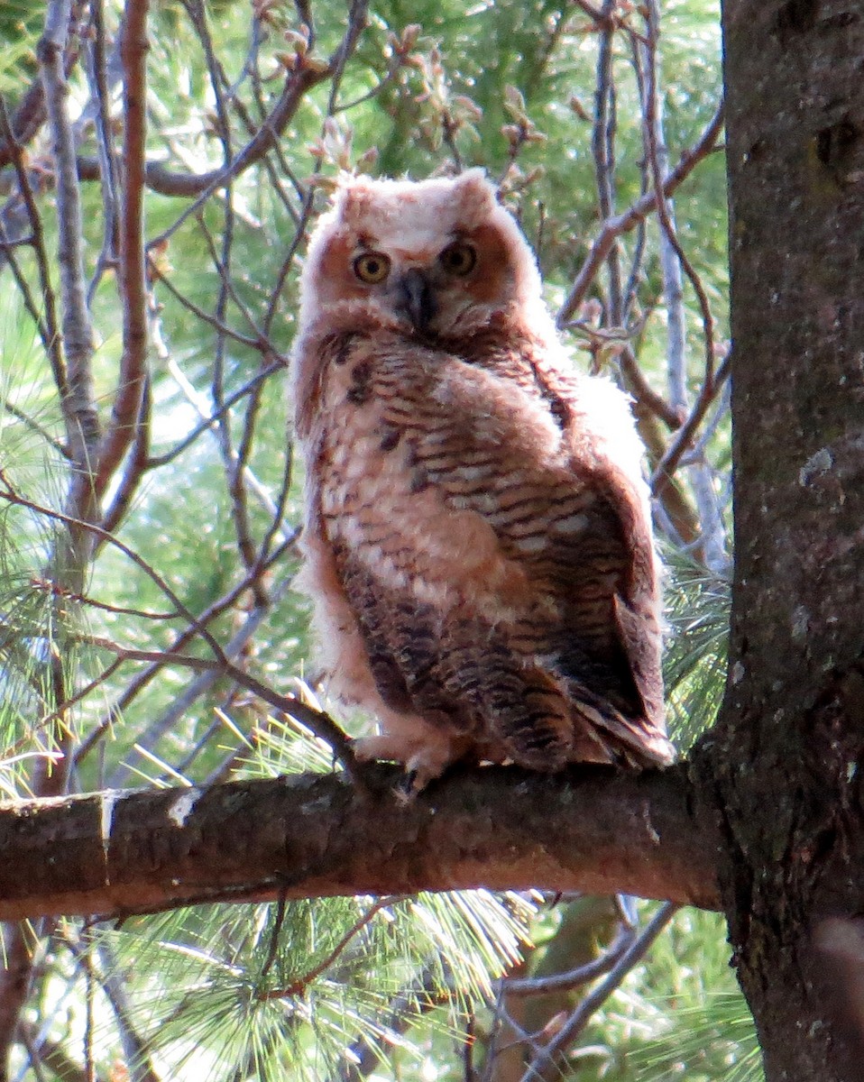 Great Horned Owl - ML98272101