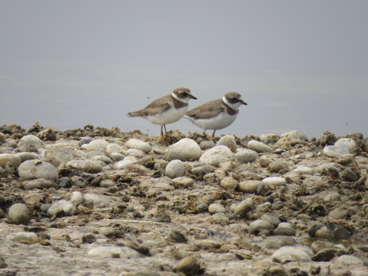 Semipalmated Plover - ML98274121