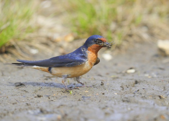 Barn Swallow collecting mud for nest. - Barn Swallow - 