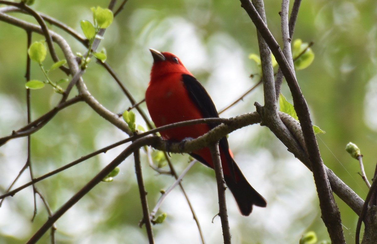 Scarlet Tanager - Andrew Ednie