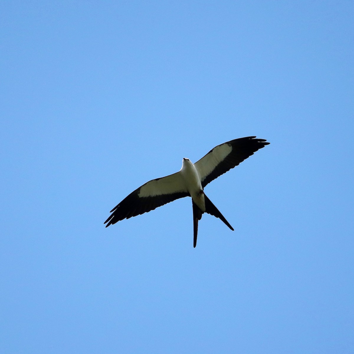 Swallow-tailed Kite - ML98280121