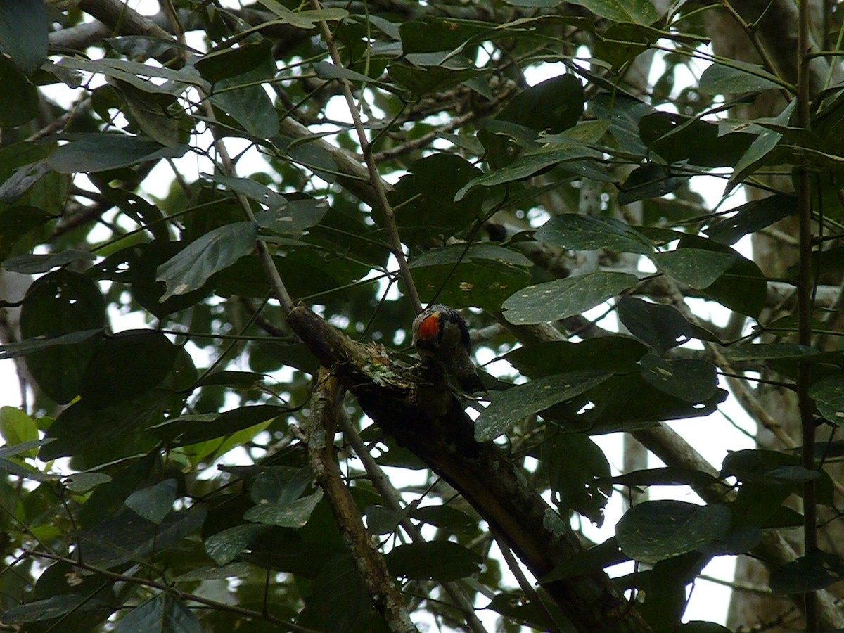 Black-cheeked Woodpecker - Gonzalo Peñafiel Nivela