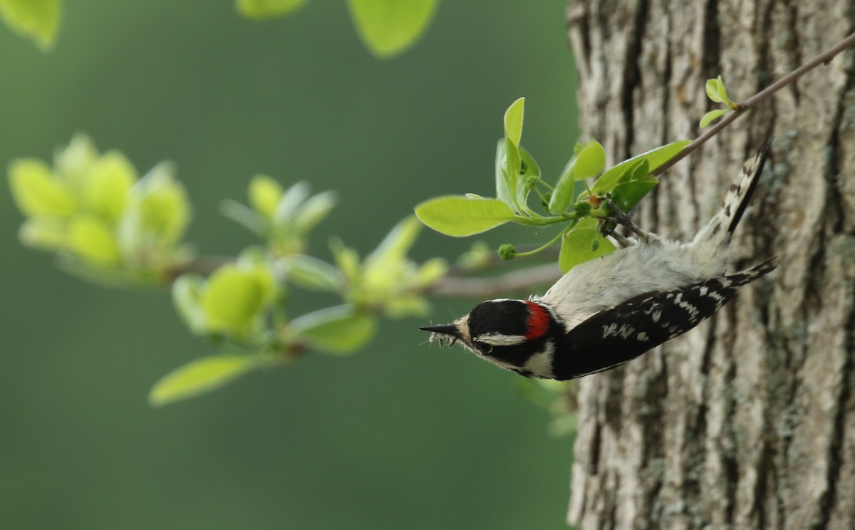 Downy Woodpecker - Sujata roy