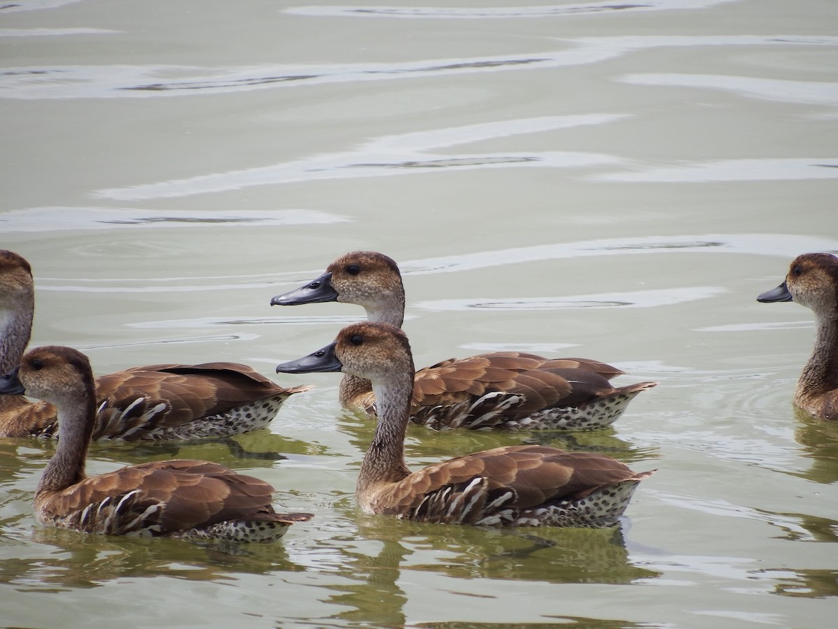 West Indian Whistling-Duck - ML98282481