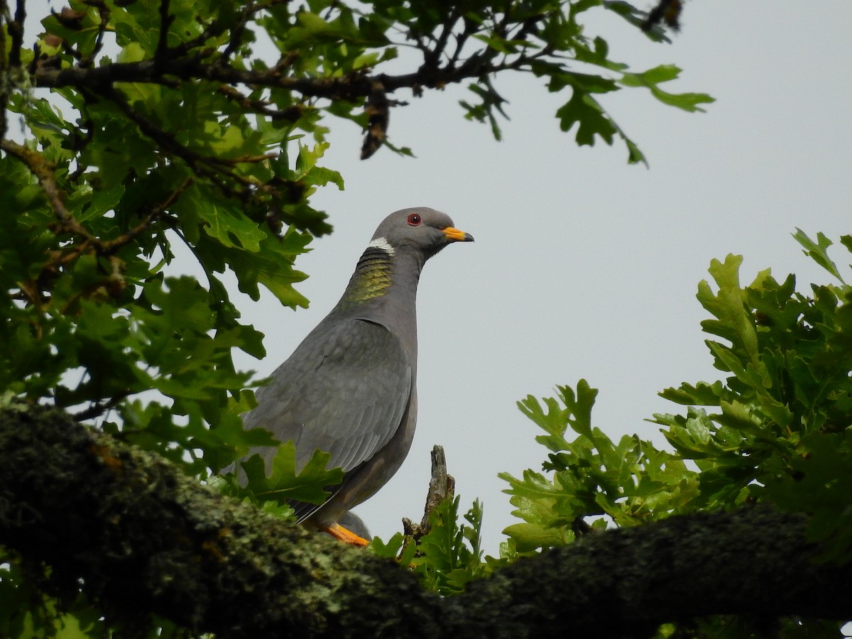 Band-tailed Pigeon - Myrto Ashe