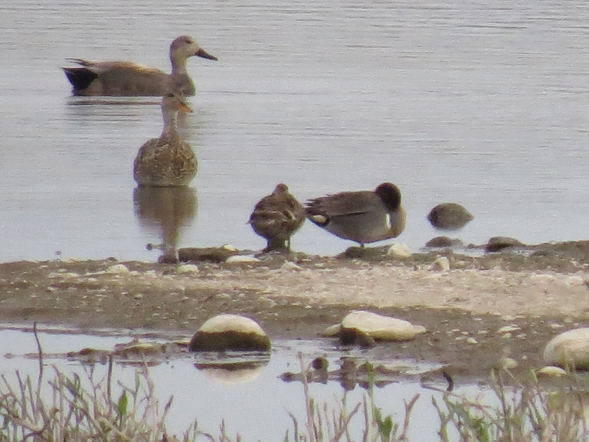 Green-winged Teal - ML98290291