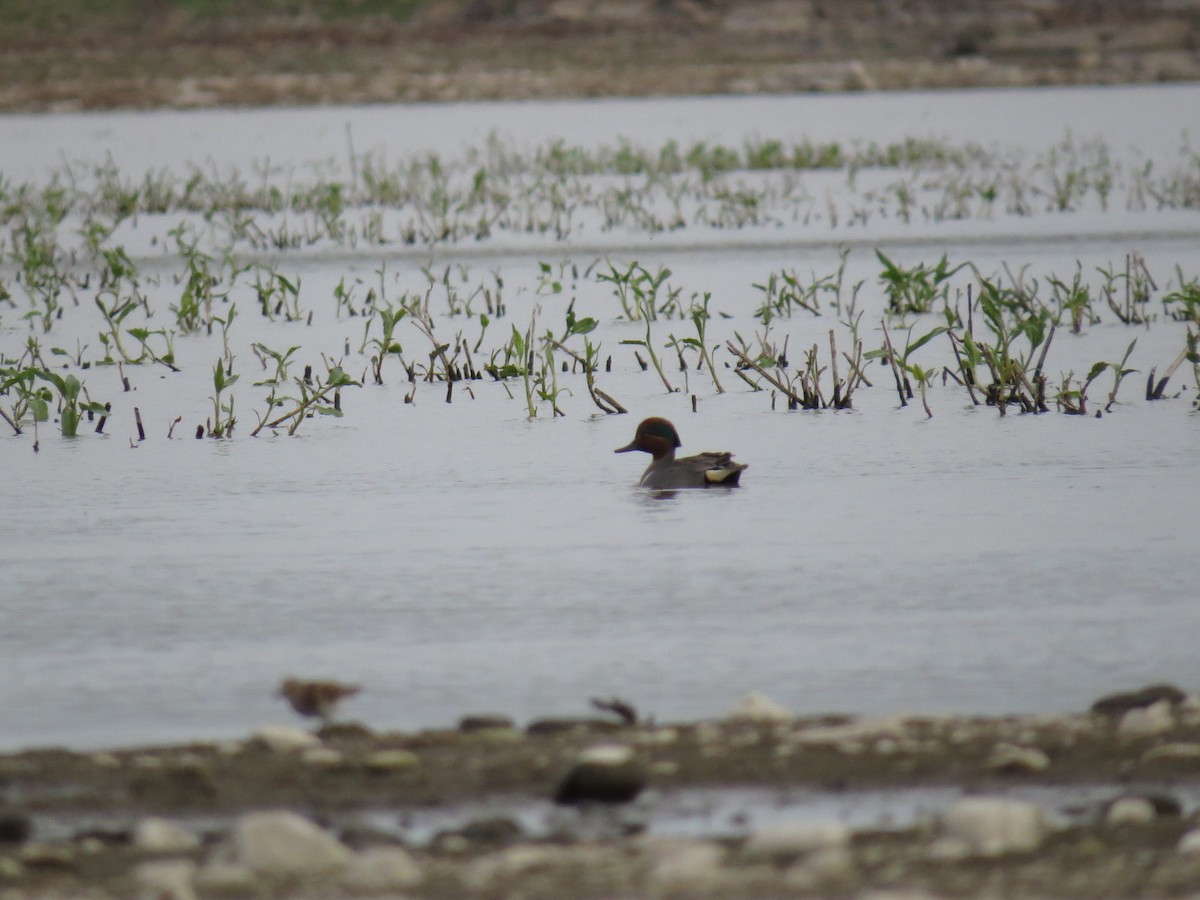 Green-winged Teal - ML98290311