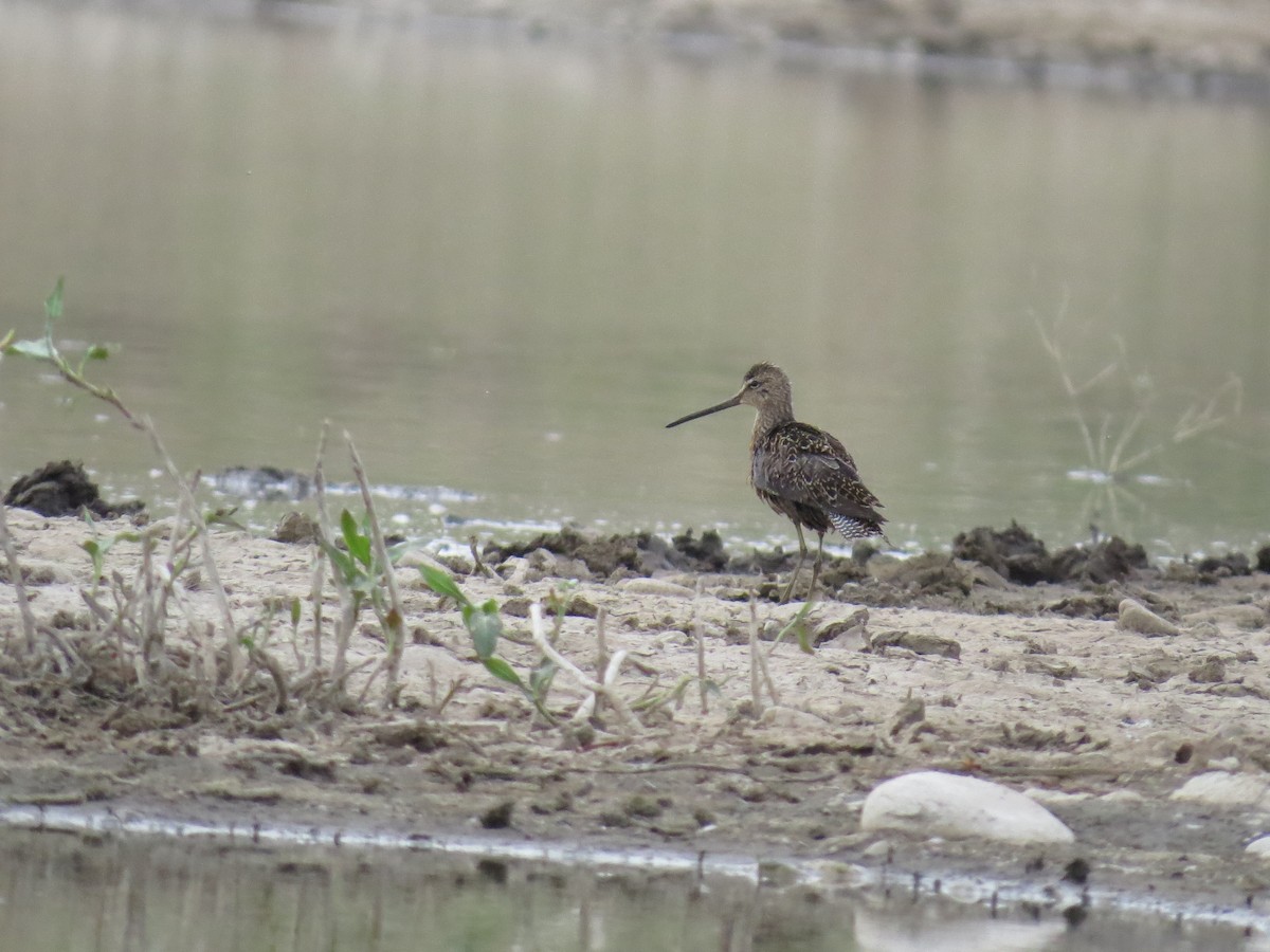 Long-billed Dowitcher - ML98290581