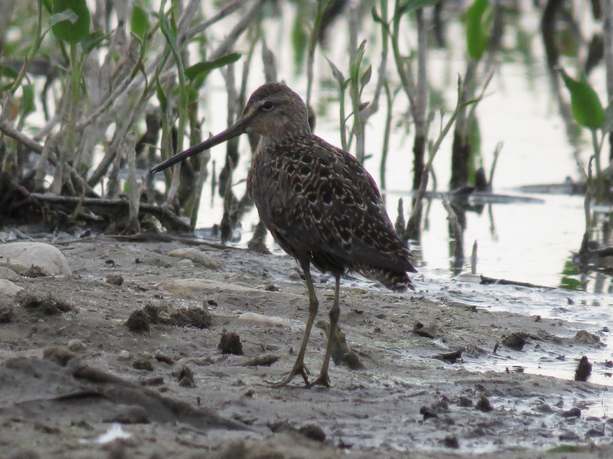 Long-billed Dowitcher - ML98290601