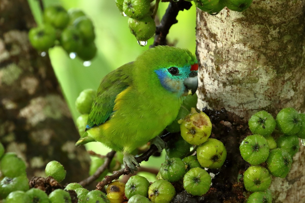 Double-eyed Fig-Parrot - ML98295391