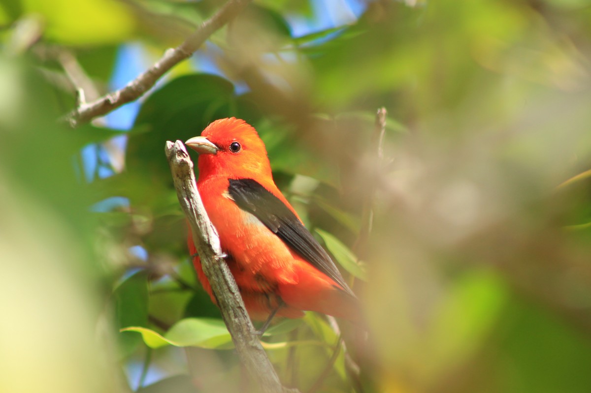 Scarlet Tanager - Shauna Cotrell