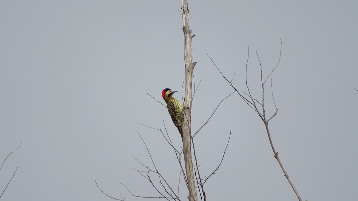 Green-barred Woodpecker - Anonymous
