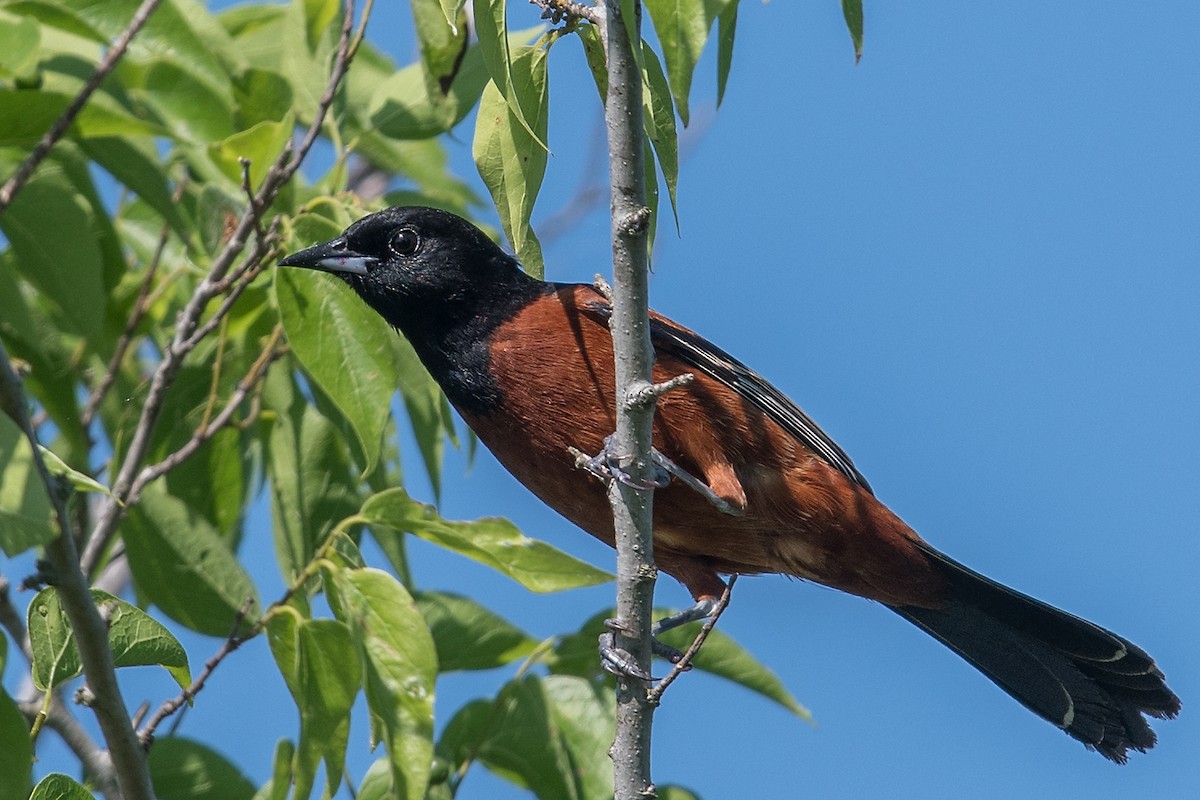 Orchard Oriole - ML98302201
