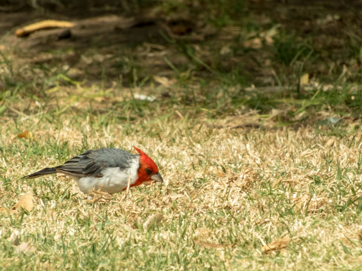Red-crested Cardinal - Diego Kondratzky