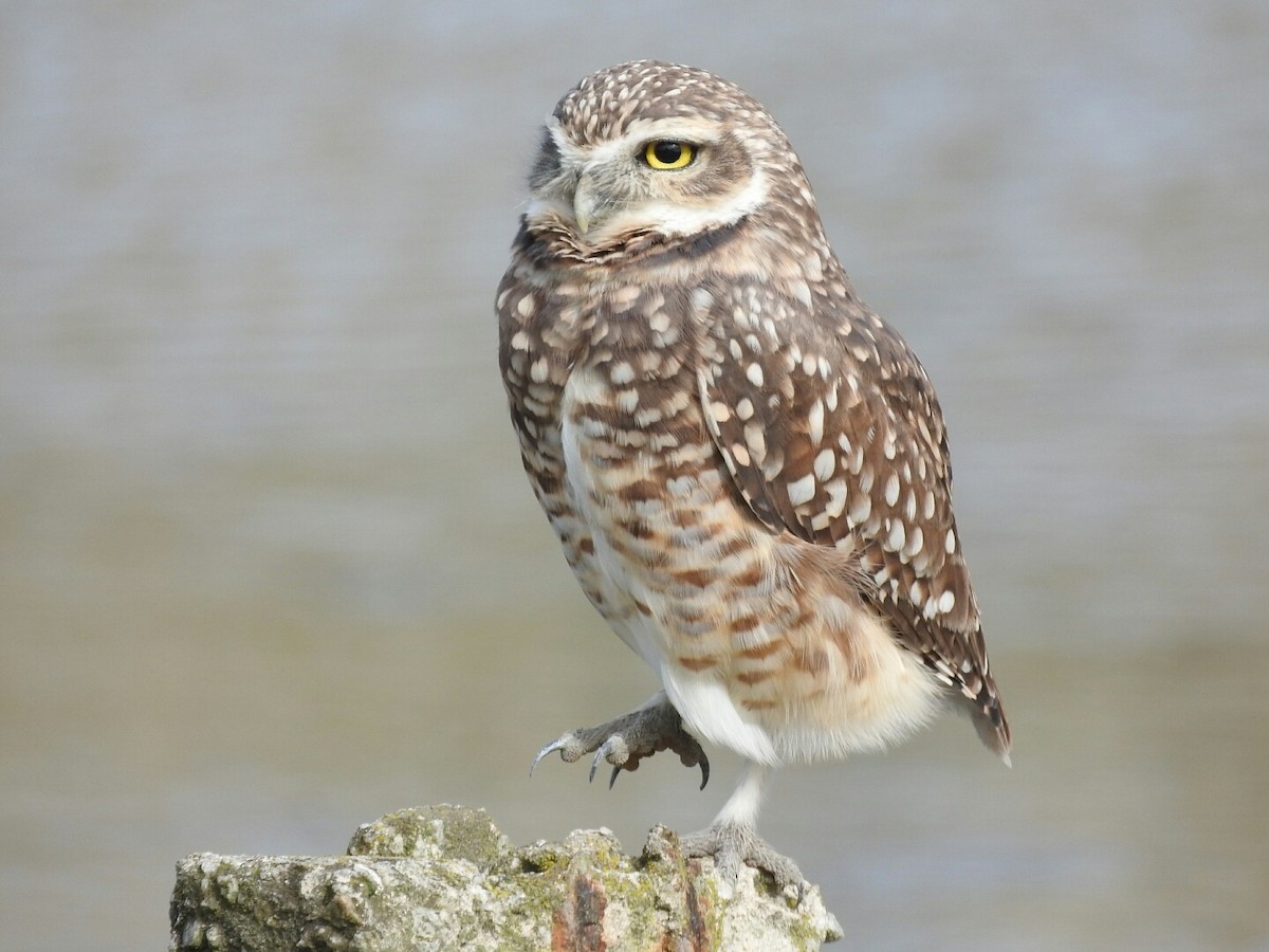 Burrowing Owl - ML98302701