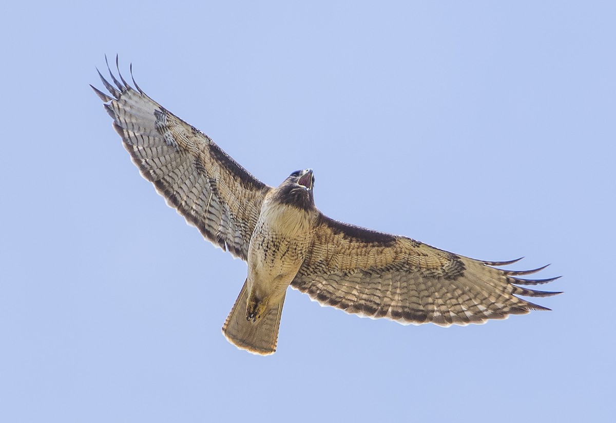 Red-tailed Hawk - ML98305031