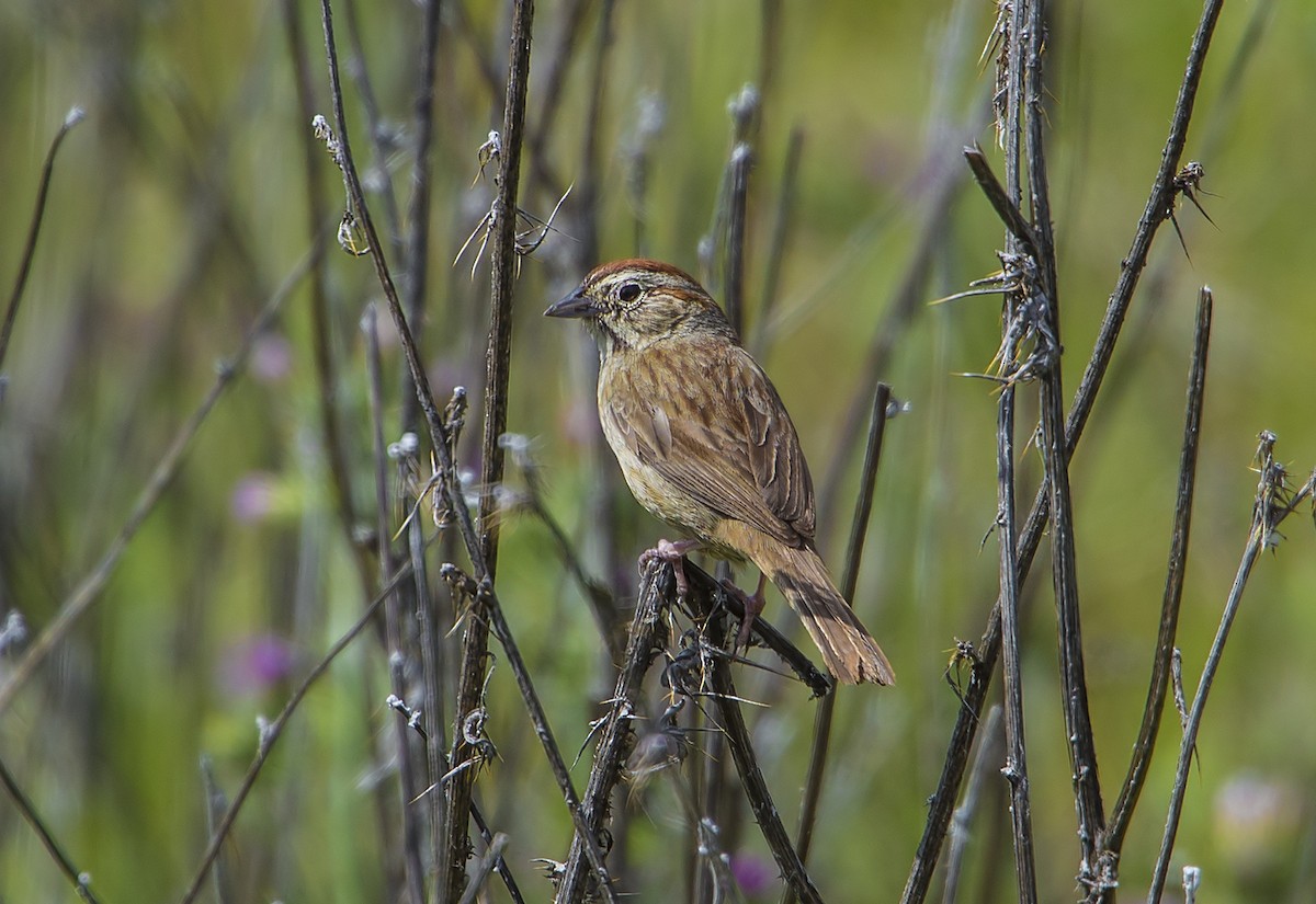 Rufous-crowned Sparrow - ML98305561