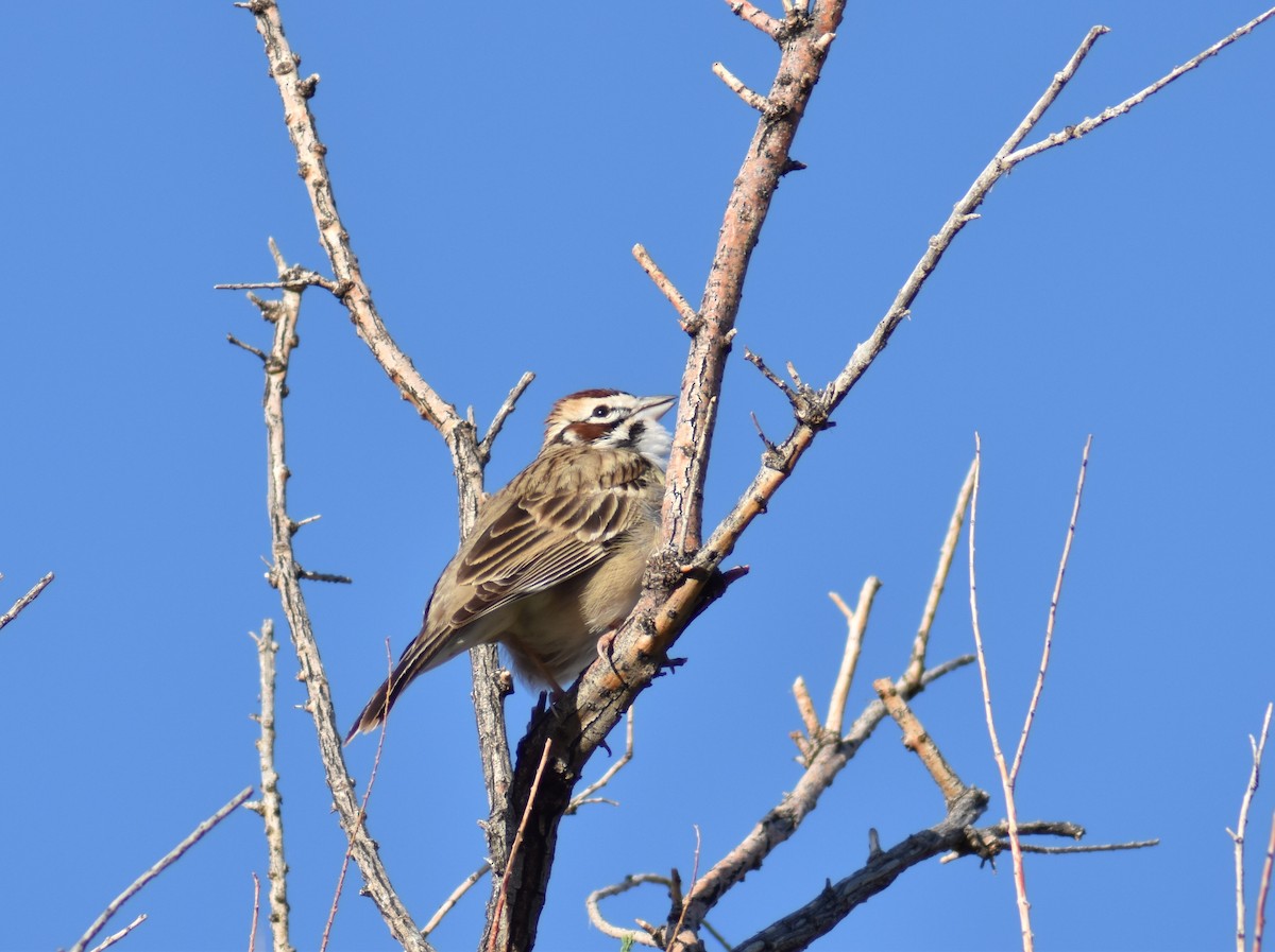 Lark Sparrow - ML98305981