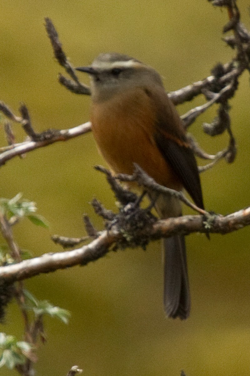 Brown-backed Chat-Tyrant - ML98306321