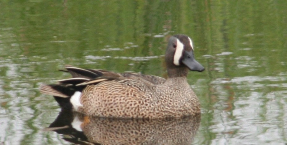 Blue-winged Teal - ML98319621