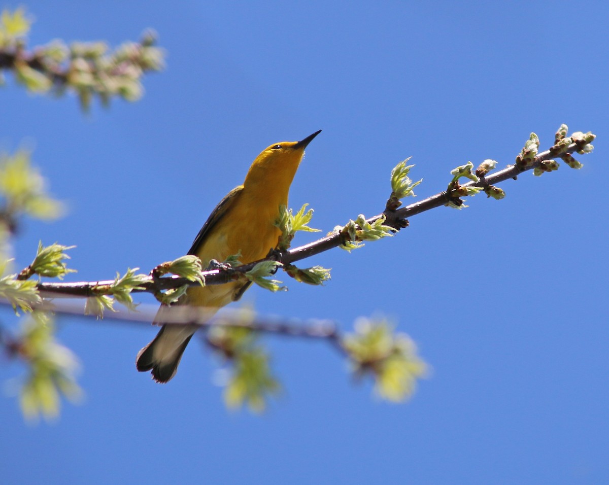 Prothonotary Warbler - ML98321321