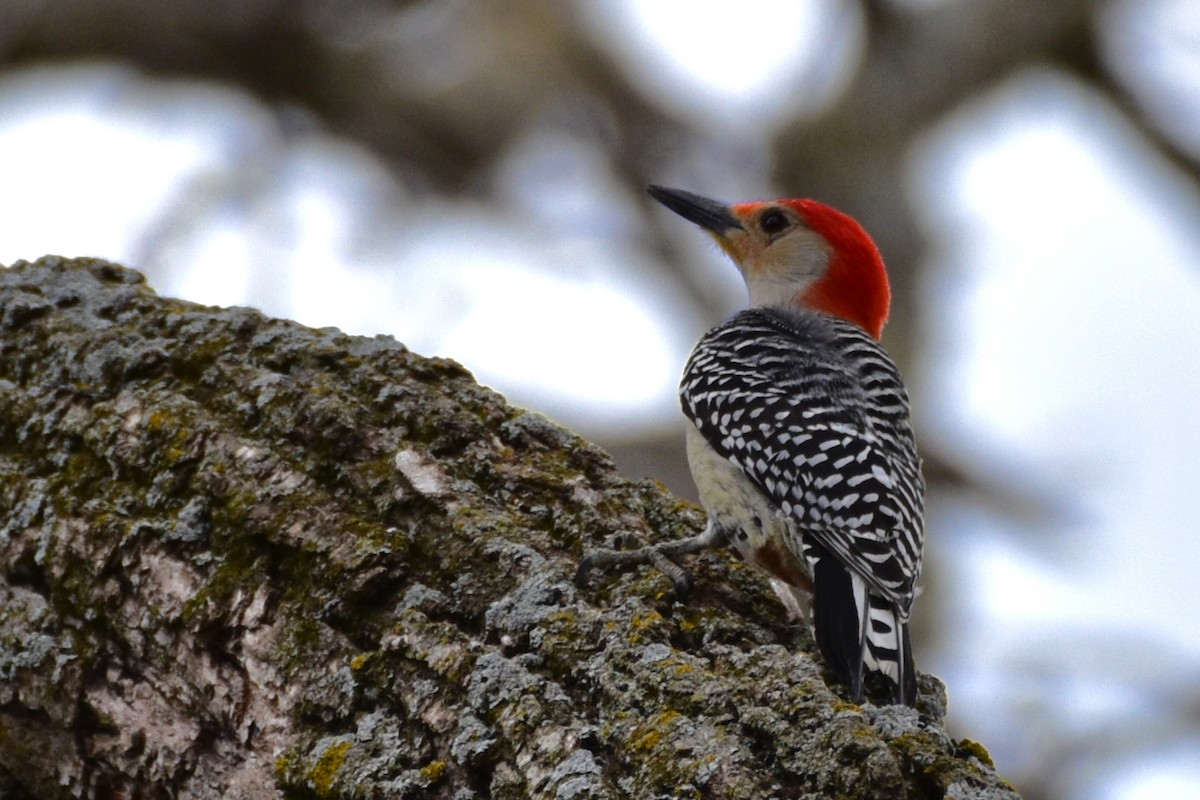 Red-bellied Woodpecker - Nate Gowan
