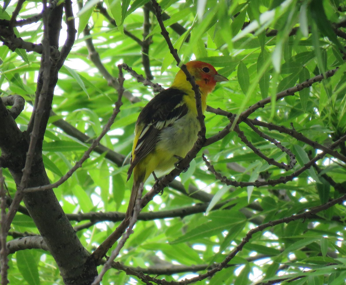 Western Tanager - ML98322611