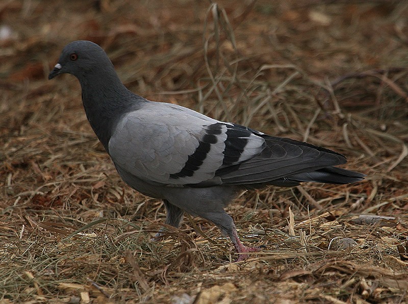 Rock Pigeon (Feral Pigeon) - ML98323011