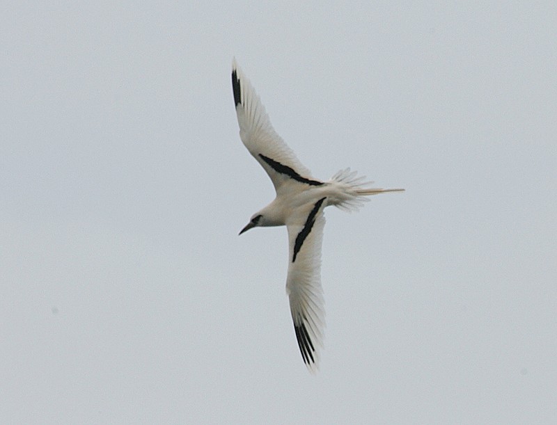 White-tailed Tropicbird - ML98325031