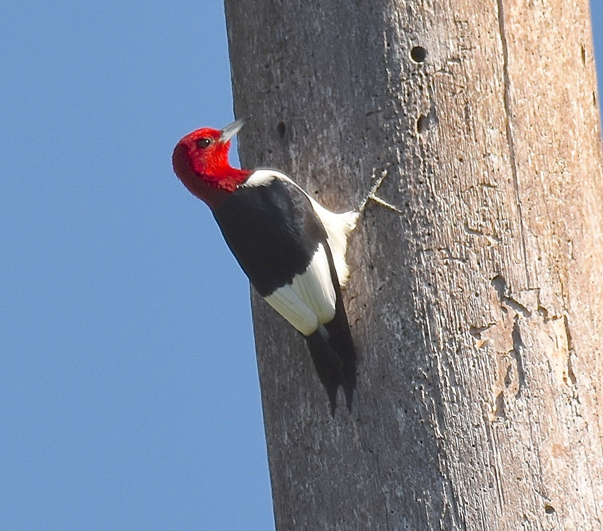 Red-headed Woodpecker - Michael Brower