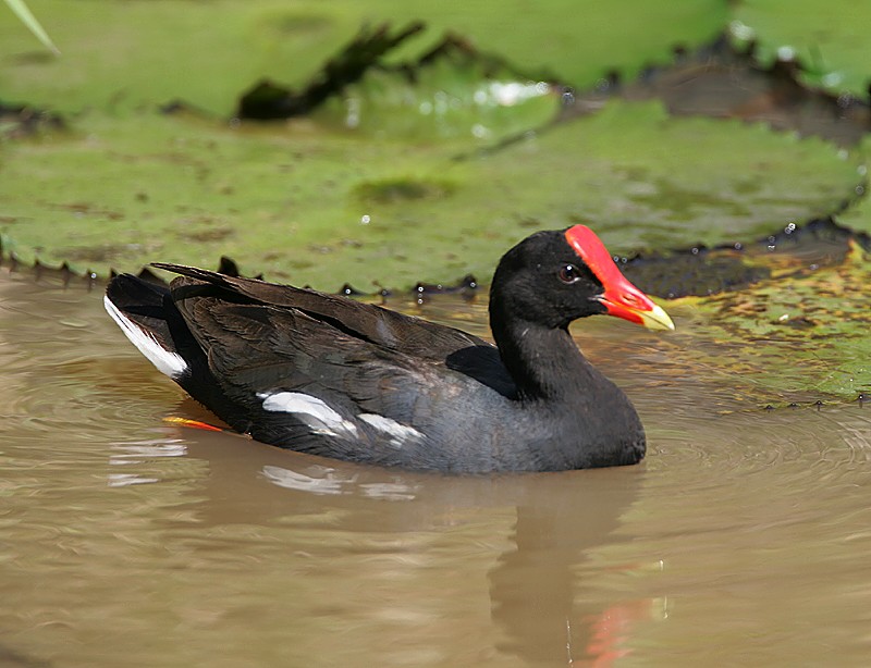 Common Gallinule - Michael Walther