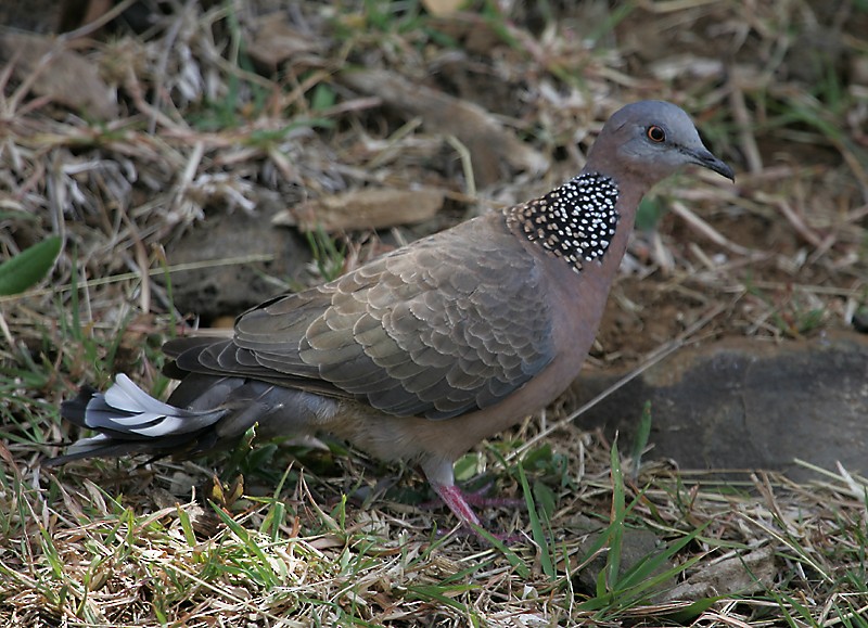 Spotted Dove - ML98328391