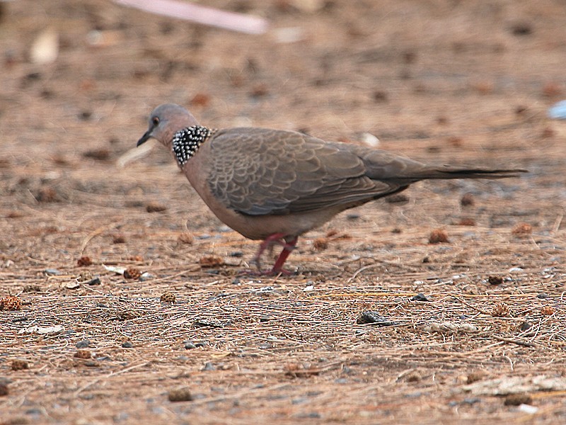 Spotted Dove - ML98328411