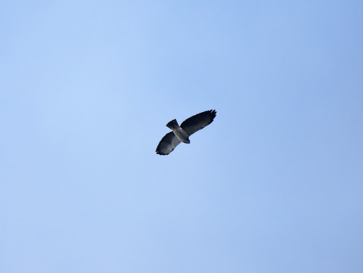 Short-tailed Hawk - ML98328971