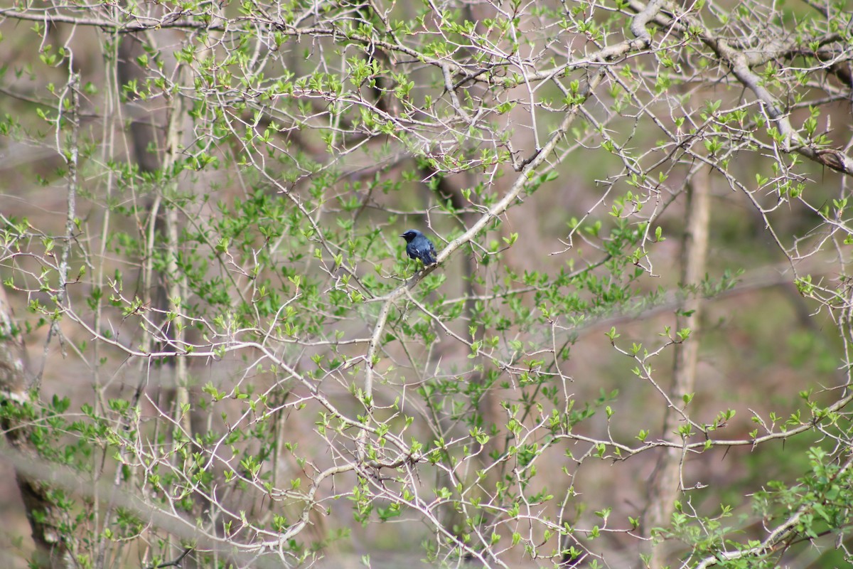 Black-throated Blue Warbler - ML98330111