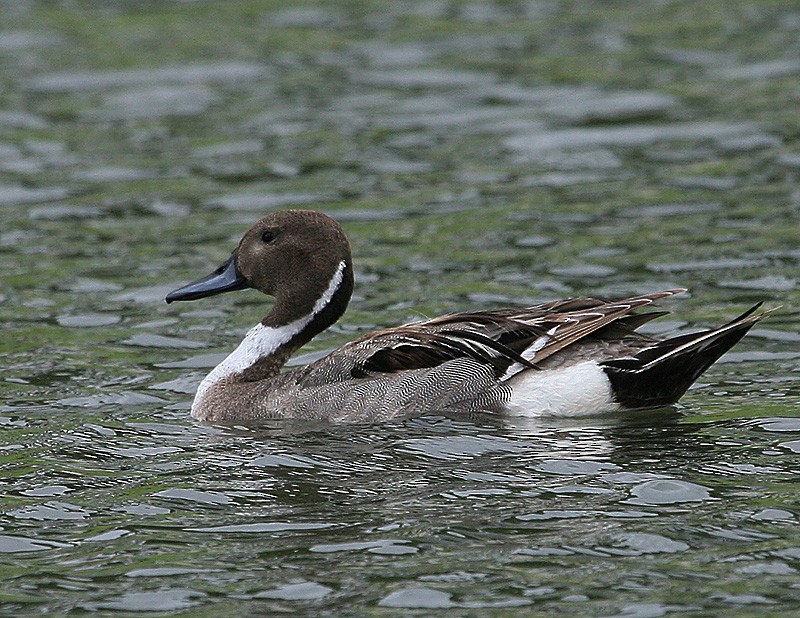 Northern Pintail - Michael Walther