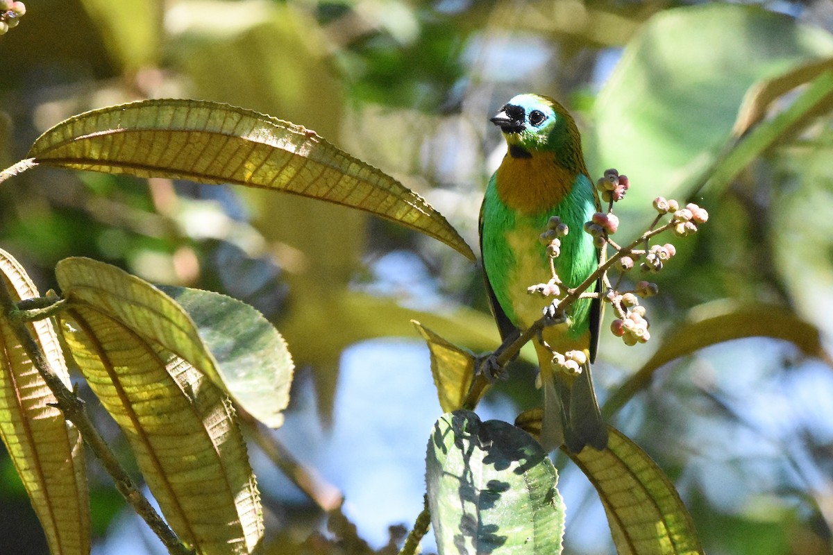 Brassy-breasted Tanager - ML98333871